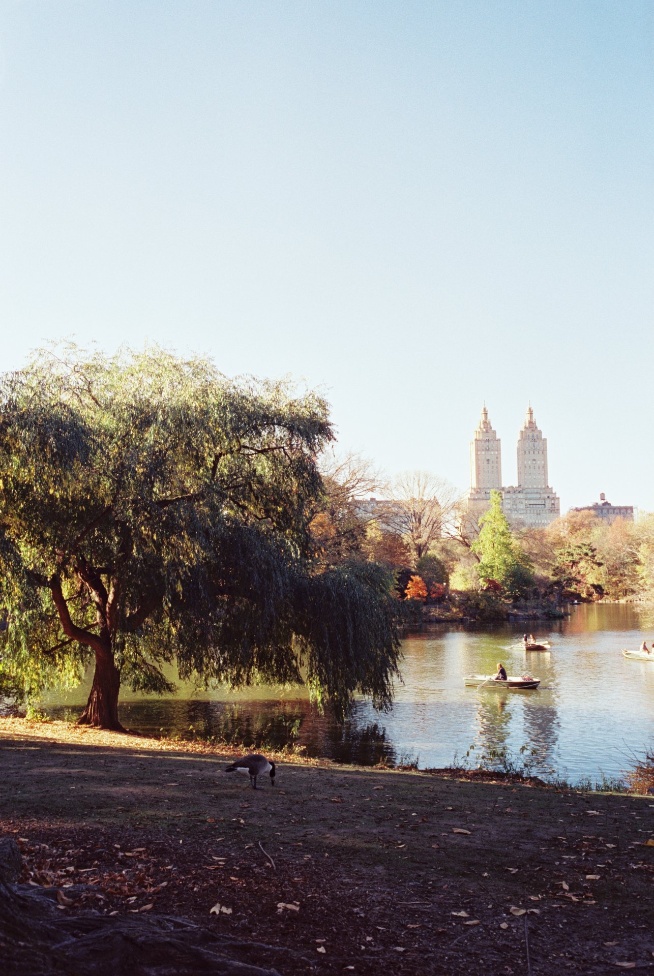 Film photo of Central Park in New York City featuring a willow tree, a serene lake, rowboats, and the iconic an Remo towers in the background, shot on Cinestill film.