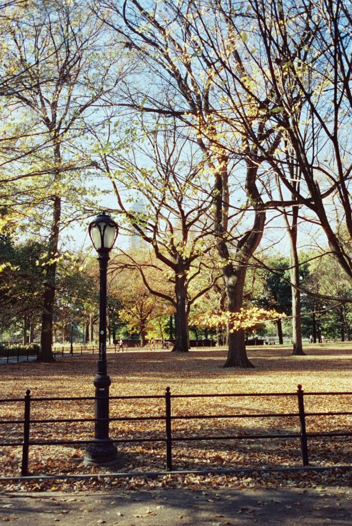 Film photo of a black lamppost surrounded by golden autumn leaves and trees in Central Park, New York City, captured on CineStill film with a Contax G1 camera.