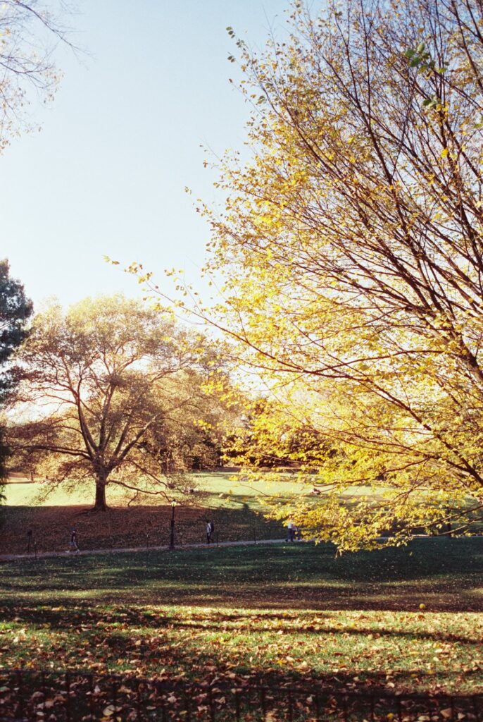 Golden autumn trees with scattered leaves on the ground at Central Park, captured on Kodak Portra 400 film with a Contax G1 camera.