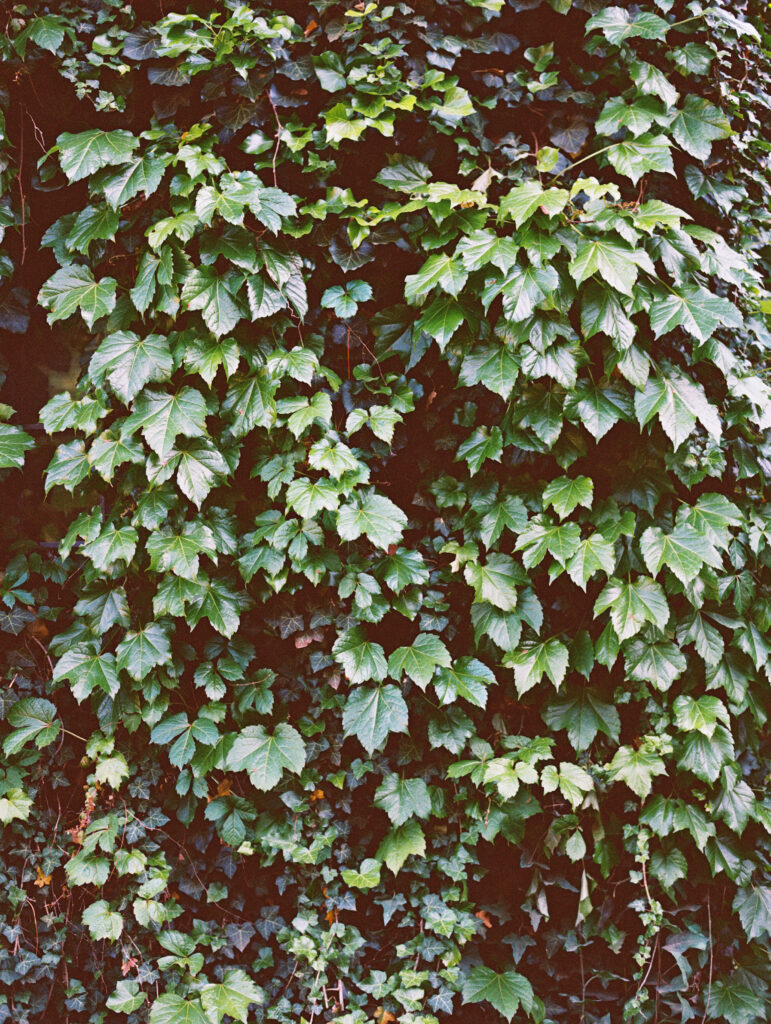 Film photograph of lush green ivy cascading over a textured wall, creating a rich, organic pattern of leaves and shadows.