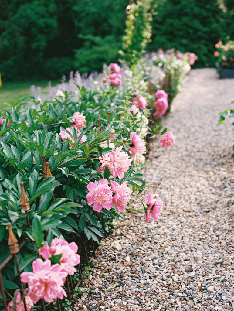 A garden pathway lined with blooming pink peonies and lavender, bordered by a rustic wrought-iron fence, captured on film at Greencrest Manor.