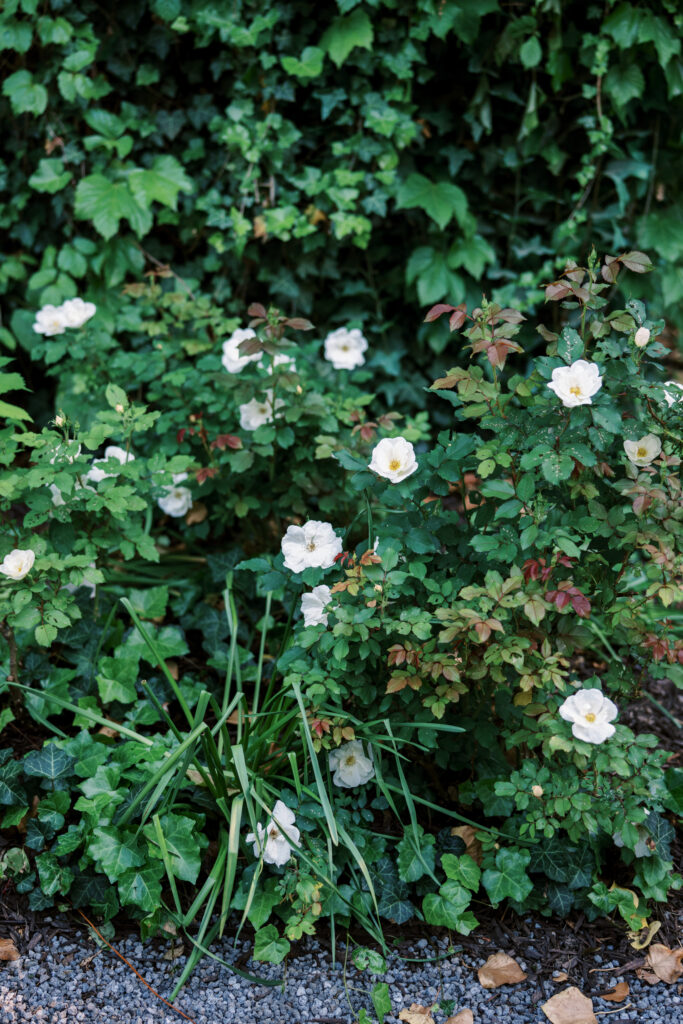 A lush garden bed filled with white roses and climbing ivy, set against a backdrop of deep green foliage at Greencrest Manor.