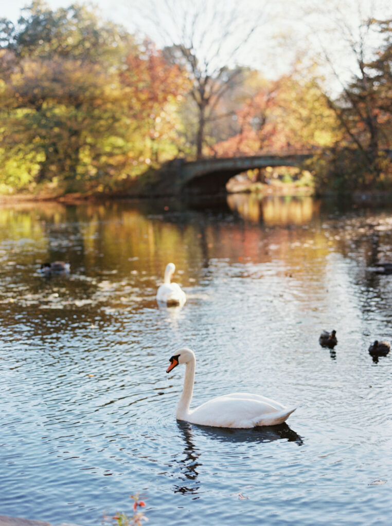 Swan gliding through the lake in Prospect Park with a stone bridge in the background on a fall afternoon.