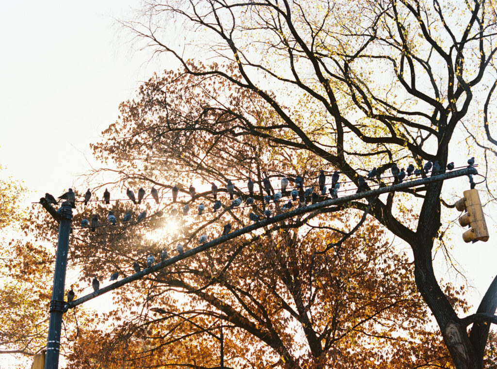 Film photograph of dozens of pigeons perched along a traffic light wire in New York City, with autumn trees and golden sunlight streaming through the branches in the background.