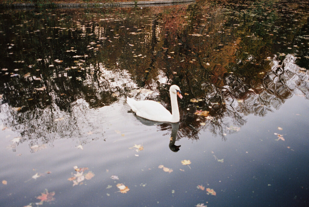 A single white swan gliding across a reflective autumn lake surrounded by floating leaves in Prospect Park
